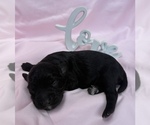 Small Photo #6 Cavapoo Puppy For Sale in PENSACOLA, FL, USA