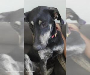 Labrador Retriever-Unknown Mix Dogs for adoption in San Antonio, TX, USA