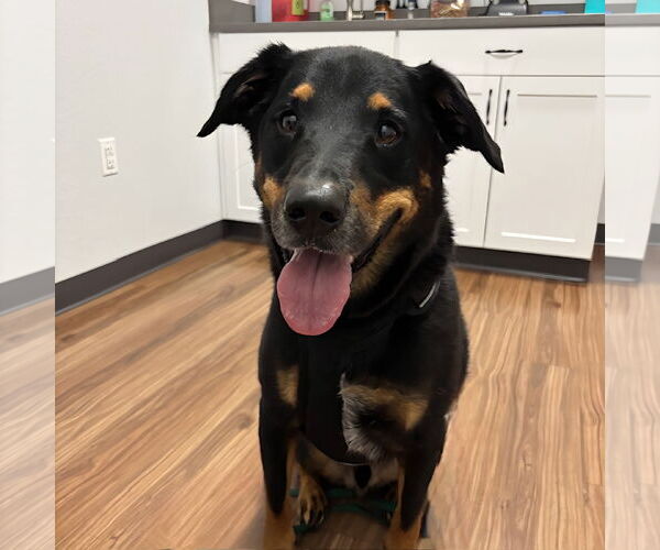Medium Photo #4 Rottweiler-Unknown Mix Puppy For Sale in White Hall, AR, USA