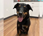 Small #3 Rottweiler Mix