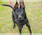 Small #1 Labrador Retriever Mix