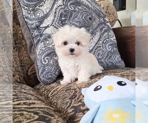Maltese Puppy for sale in SANTA CLARITA, CA, USA