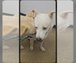 Small Photo #4 Labsky Puppy For Sale in Winston Salem, NC, USA