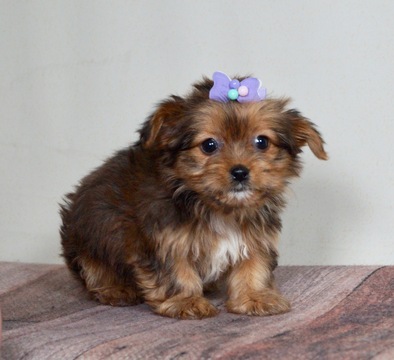 Medium Photo #2 Zuchon Puppy For Sale in WARSAW, IN, USA