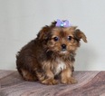 Small Photo #2 Zuchon Puppy For Sale in WARSAW, IN, USA