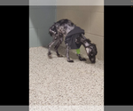 Small Photo #13 Mutt Puppy For Sale in Rootstown, OH, USA