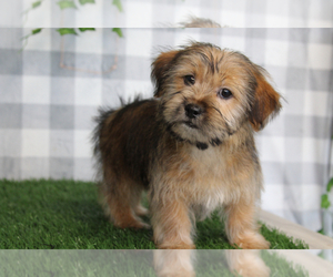 Shorkie Tzu Puppy for sale in MARIETTA, GA, USA