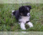Small Photo #2 Miniature Australian Shepherd Puppy For Sale in BONNERDALE, AR, USA