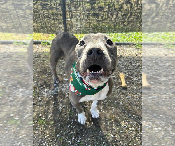 Medium Photo #3 Mutt Puppy For Sale in Abbeville, LA, USA