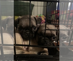 Pug Puppy for sale in CONROE, TX, USA