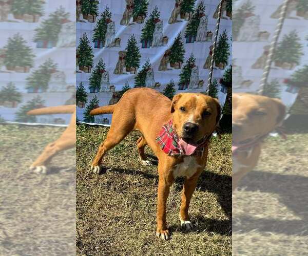 Medium Photo #2 Mutt Puppy For Sale in Abbeville, LA, USA