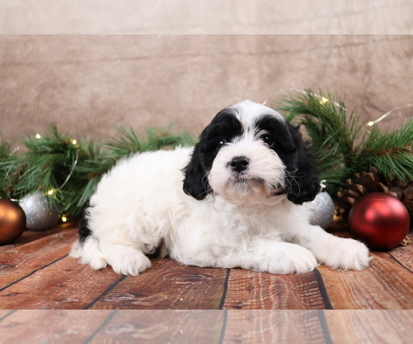 Medium Photo #3 Cavapoo (Toy) Puppy For Sale in WEST SALEM, OH, USA