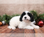 Small #2 Cavapoo (Toy)