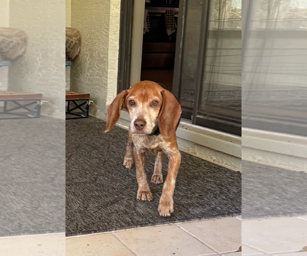 Medium Photo #2 Beagle Puppy For Sale in Tampa, FL, USA