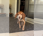 Small #1 Beagle