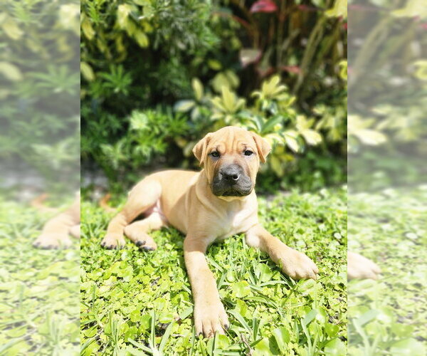 Medium Photo #1 Mutt Puppy For Sale in Oakland Park , FL, USA
