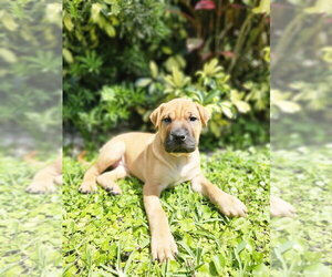 Mutt Dogs for adoption in Oakland Park , FL, USA
