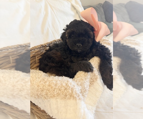 Medium Photo #4 Miniature Bernedoodle Puppy For Sale in AUBURNDALE, FL, USA