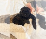 Small Photo #107 Miniature Bernedoodle Puppy For Sale in AUBURNDALE, FL, USA
