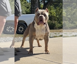 Father of the American Bully puppies born on 04/25/2025