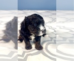 Small Photo #7 Miniature Bernedoodle Puppy For Sale in SILVERTON, OR, USA