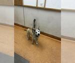 Small #1 Siberian Husky Mix