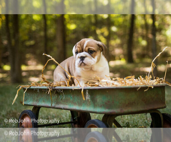 Medium Photo #32 Bulldog Puppy For Sale in STRAFFORD, MO, USA