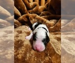 Small #2 Sheepadoodle