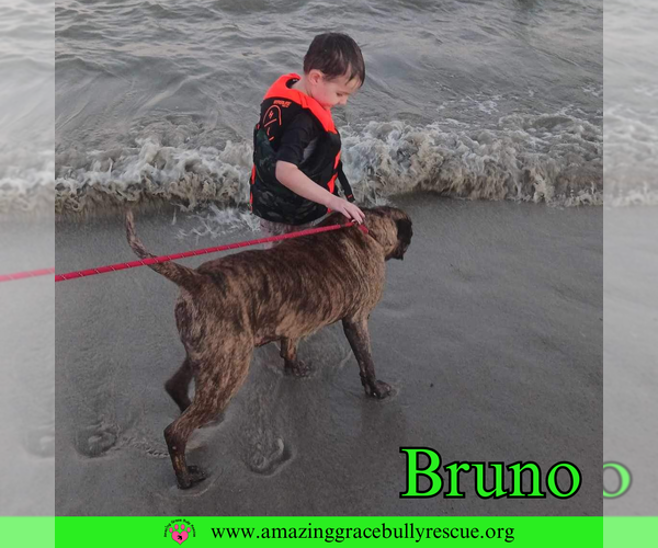 Medium Photo #10 Staffordshire Bull Terrier-Unknown Mix Puppy For Sale in Pensacola, FL, USA