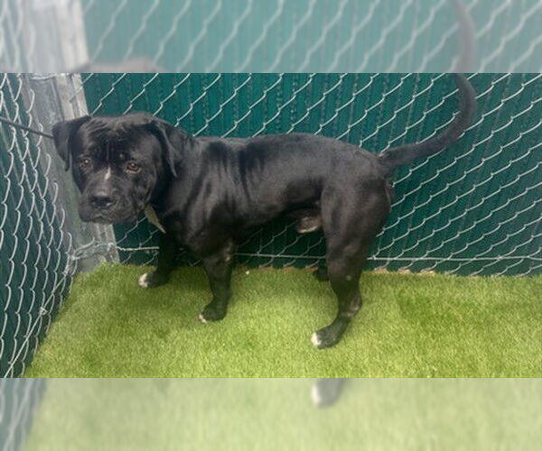 Medium Photo #1 Mutt Puppy For Sale in Downey, CA, USA