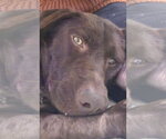 Holly - Female Labrador Retriever Dog for Adoption - Small photo