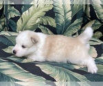 Small Photo #8 Pomsky Puppy For Sale in WINDERMERE, FL, USA