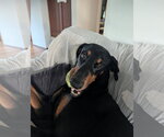 Small #1 Doberman Pinscher