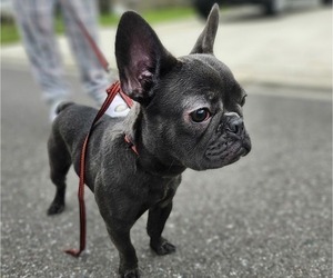 French Bulldog Puppy for sale in DADE CITY, FL, USA