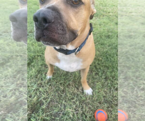 Medium Photo #6 Mutt Puppy For Sale in Chandler, AZ, USA