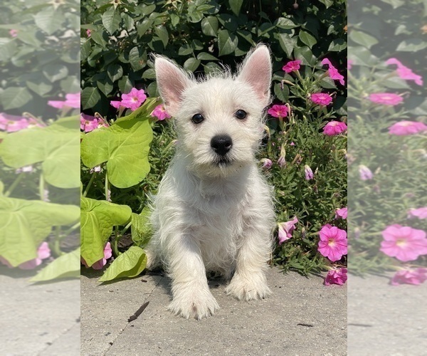 Medium Photo #6 West Highland White Terrier Puppy For Sale in CANOGA, NY, USA