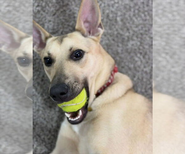 Medium Photo #3 Mutt Puppy For Sale in Sandy, UT, USA