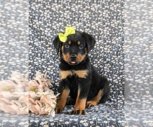 Rottweiler Puppy for sale in CHRISTIANA, PA, USA