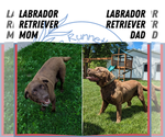 Small #8 Labrador Retriever