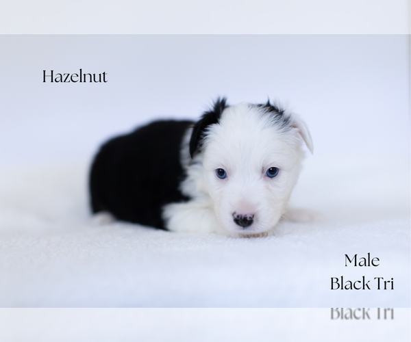Medium Photo #3 Miniature Australian Shepherd Puppy For Sale in WOOSTER, OH, USA