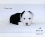 Small #2 Miniature Australian Shepherd