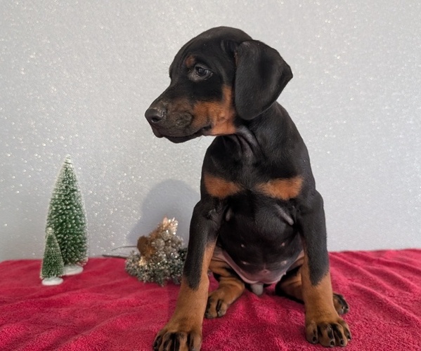 Medium Photo #64 Doberman Pinscher Puppy For Sale in GOSHEN, IN, USA