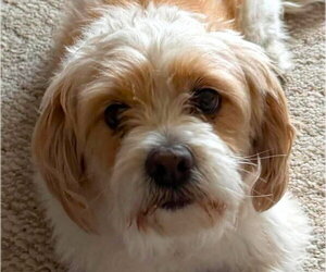 Colonial Cocker Spaniel-Shih Tzu Mix Dogs for adoption in Westmont, IL, USA