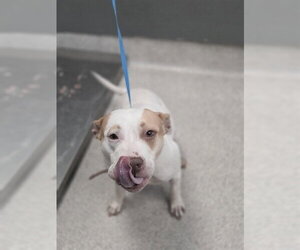 American Staffordshire Terrier Dogs for adoption in Tallahassee, FL, USA