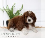 Small #2 Goldendoodle (Miniature)