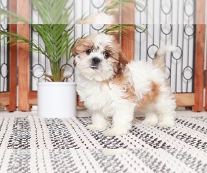Shih Tzu Puppy for sale in NAPLES, FL, USA