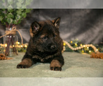 Small #2 German Shepherd Dog