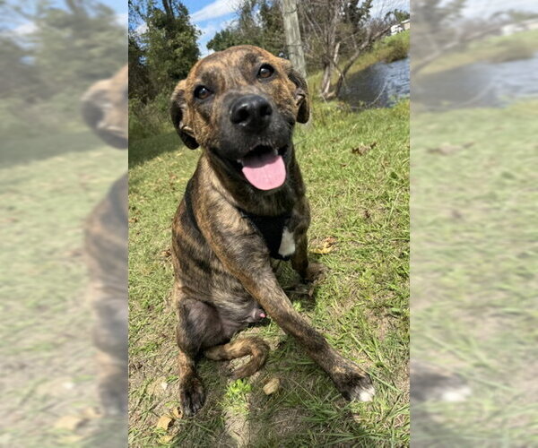 Medium Photo #5 Mutt Puppy For Sale in Tarrytown, GA, USA