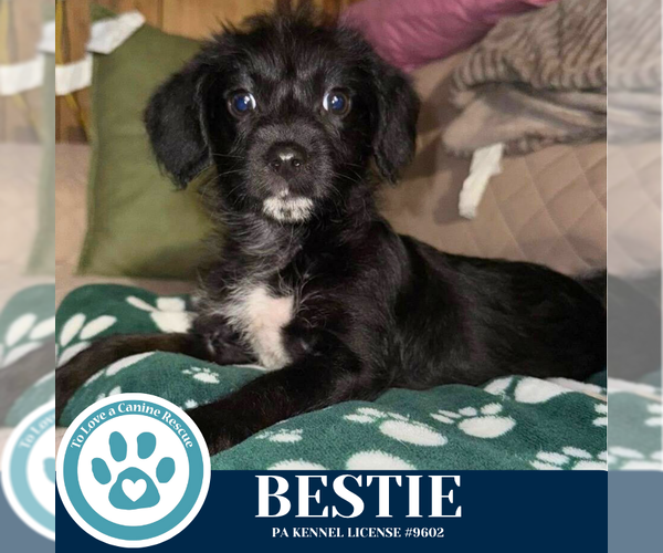 Medium Photo #3 Mutt Puppy For Sale in Kimberton, PA, USA