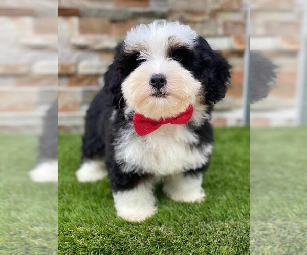 Medium Photo #3 Bernedoodle Puppy For Sale in KISSIMMEE, FL, USA